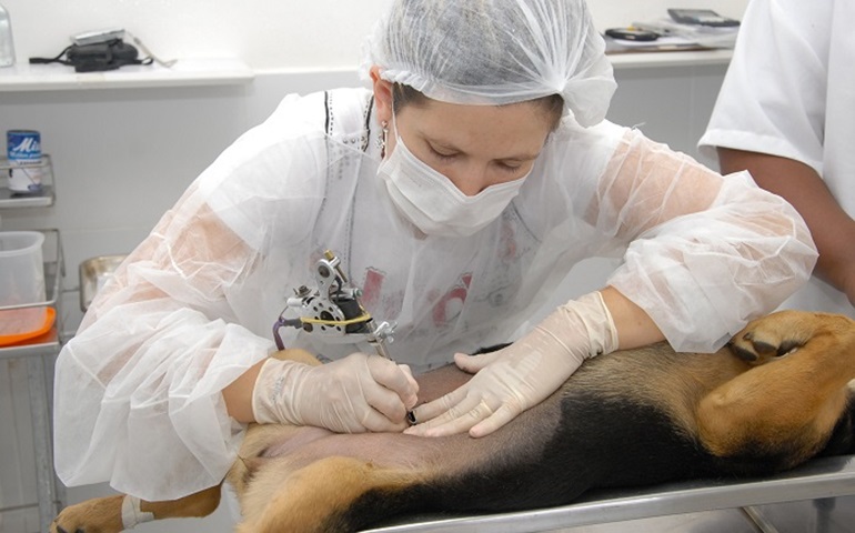 Prefeitura recebe verba para castração de animais, destinada pelo Presidente da Câmara Alexandre Zói