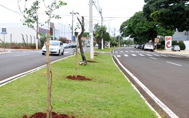 Prefeito Lucas Pocay determina o plantio de 170 árvores na Avenida Antônio de Almeida Leite 